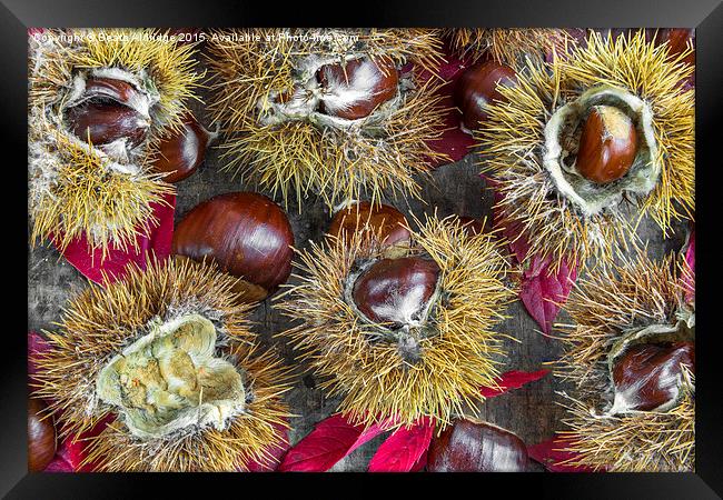  Autumn chestnuts Framed Print by Beata Aldridge