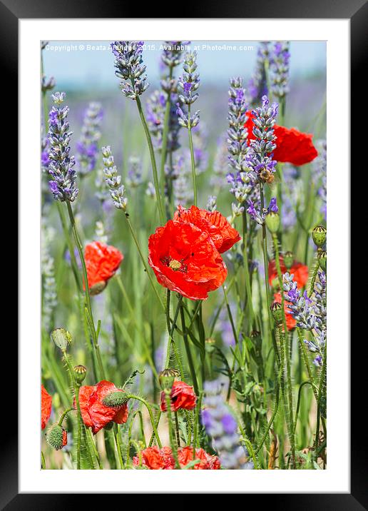 Poppies and lavender Framed Mounted Print by Beata Aldridge