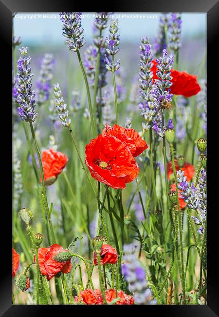 Poppies and lavender Framed Print by Beata Aldridge