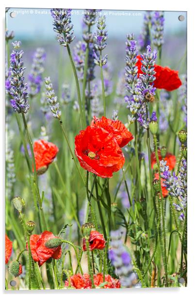 Poppies and lavender Acrylic by Beata Aldridge