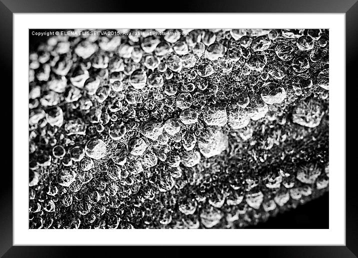 Dew drops on leaf Framed Mounted Print by ELENA ELISSEEVA