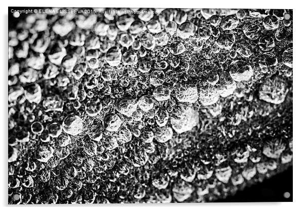 Dew drops on leaf Acrylic by ELENA ELISSEEVA