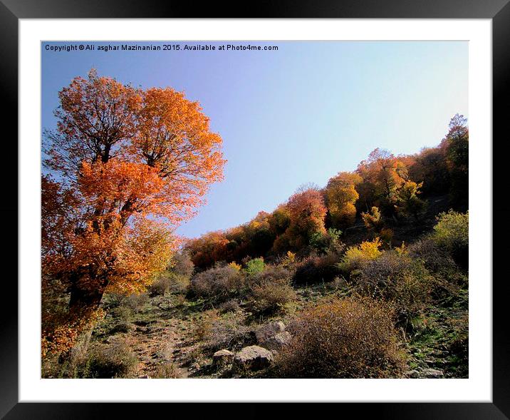 Autumn view in jungle 3, Framed Mounted Print by Ali asghar Mazinanian