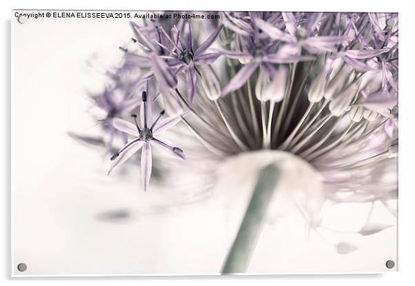 Flowering onion flower Acrylic by ELENA ELISSEEVA