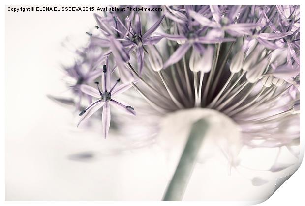 Flowering onion flower Print by ELENA ELISSEEVA