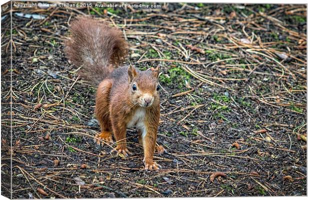  Red Squirrel Canvas Print by Kevin Clelland