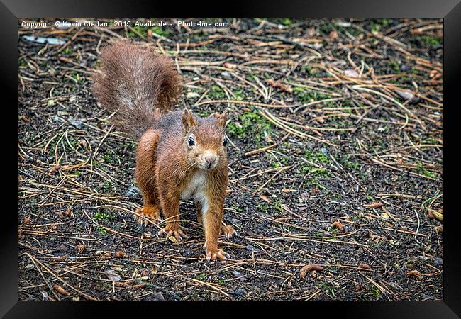  Red Squirrel Framed Print by Kevin Clelland