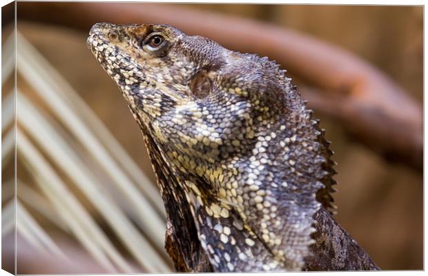  Frilled Dragon Canvas Print by Shawn Jeffries
