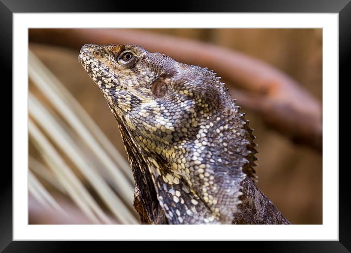  Frilled Dragon Framed Mounted Print by Shawn Jeffries
