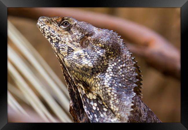  Frilled Dragon Framed Print by Shawn Jeffries