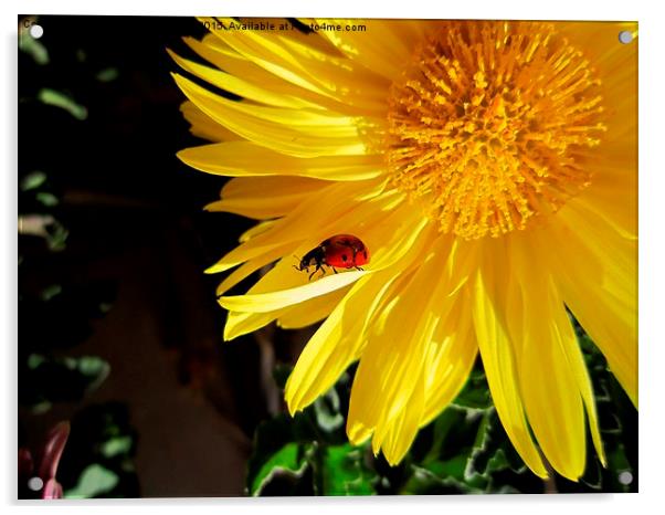  Ladybird, Acrylic by Ali asghar Mazinanian