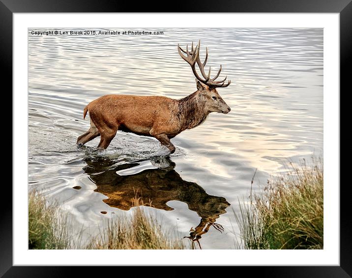 Red Deer Stag  Framed Mounted Print by Len Brook