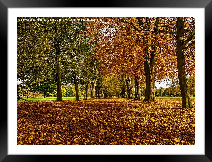  Autumn Avenue Framed Mounted Print by Pete Lawless
