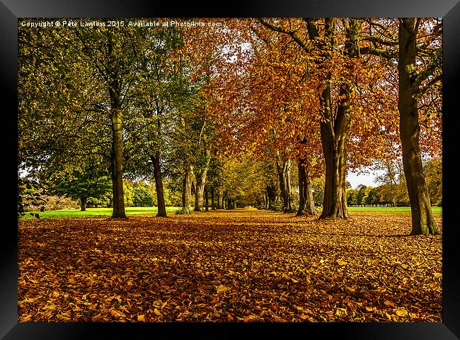  Autumn Avenue Framed Print by Pete Lawless