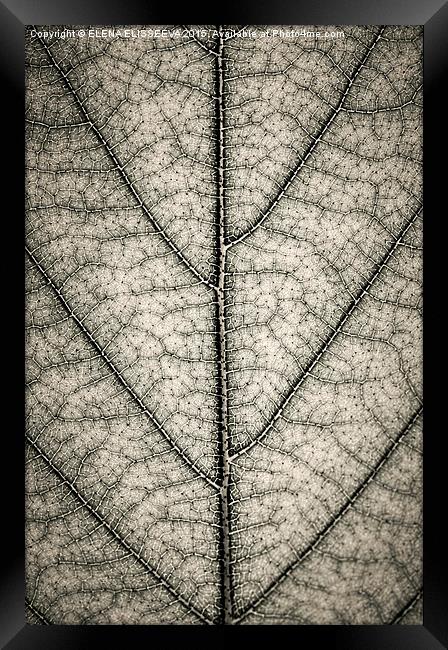 Leaf texture in sepia Framed Print by ELENA ELISSEEVA