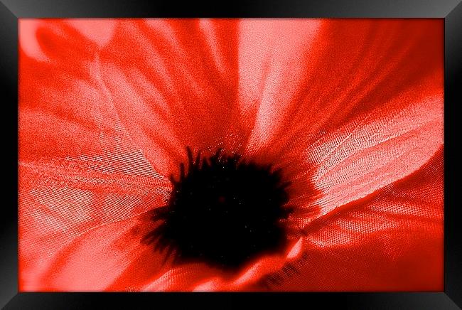  The Poppy Flower Framed Print by Sue Bottomley