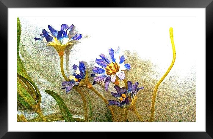 Blue silk flowers against the wall  Framed Mounted Print by Sue Bottomley
