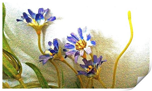 Blue silk flowers against the wall  Print by Sue Bottomley
