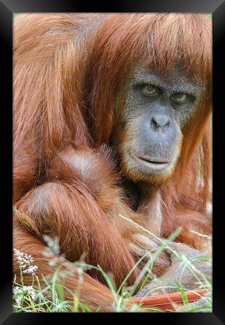Orangutan and her young  Framed Print by Chris Warham