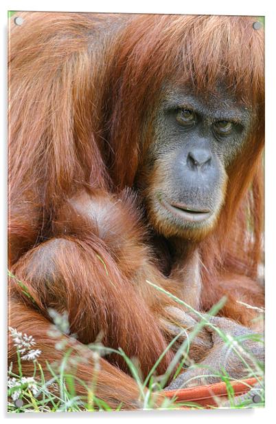 Orangutan and her young  Acrylic by Chris Warham