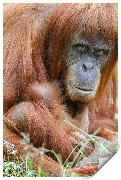 Orangutan and her young  Print by Chris Warham