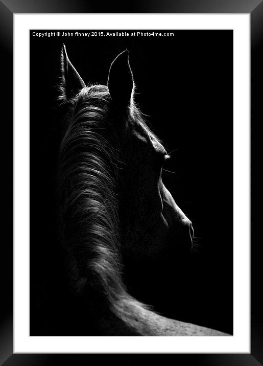 Stallion Framed Mounted Print by John Finney