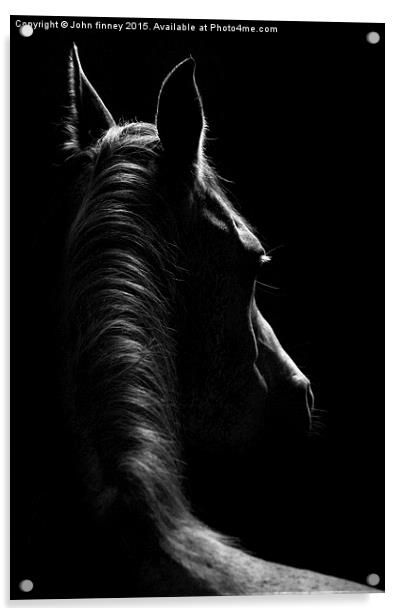 Stallion Acrylic by John Finney
