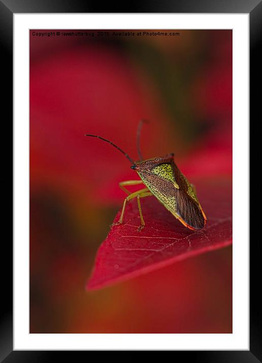 Hawthorn Shieldbug Framed Mounted Print by rawshutterbug 