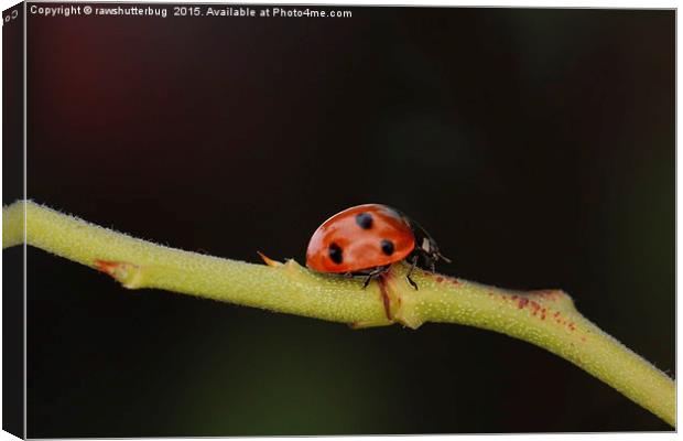 Ladybug On A Twig Canvas Print by rawshutterbug 