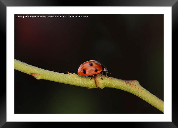 Ladybug On A Twig Framed Mounted Print by rawshutterbug 
