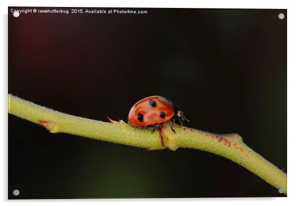 Ladybug On A Twig Acrylic by rawshutterbug 