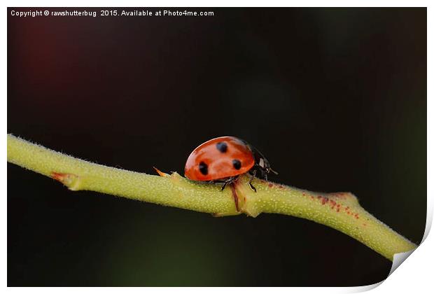 Ladybug On A Twig Print by rawshutterbug 
