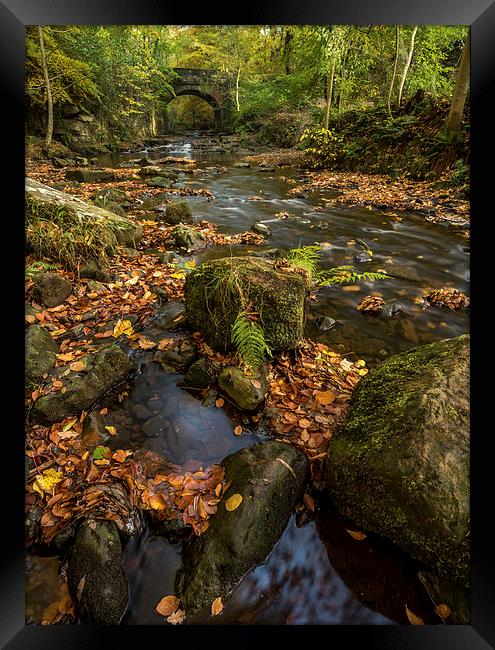 Maybeck Autumn Colours Framed Print by Dave Hudspeth Landscape Photography