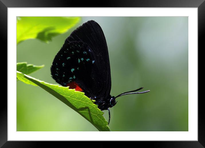  Black Butterfly Blue Spots Framed Mounted Print by Shawn Jeffries