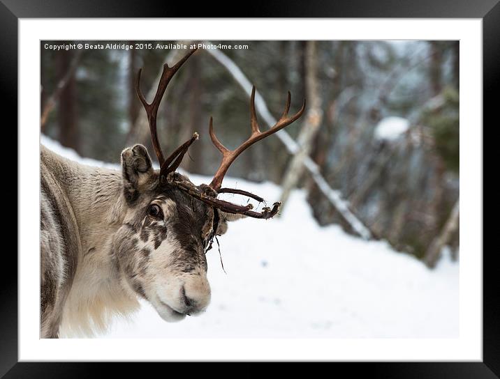 Reindeer Framed Mounted Print by Beata Aldridge