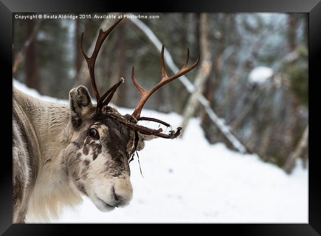 Reindeer Framed Print by Beata Aldridge