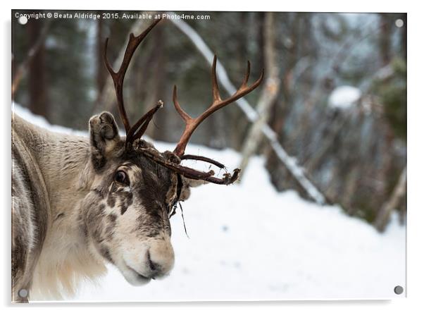 Reindeer Acrylic by Beata Aldridge
