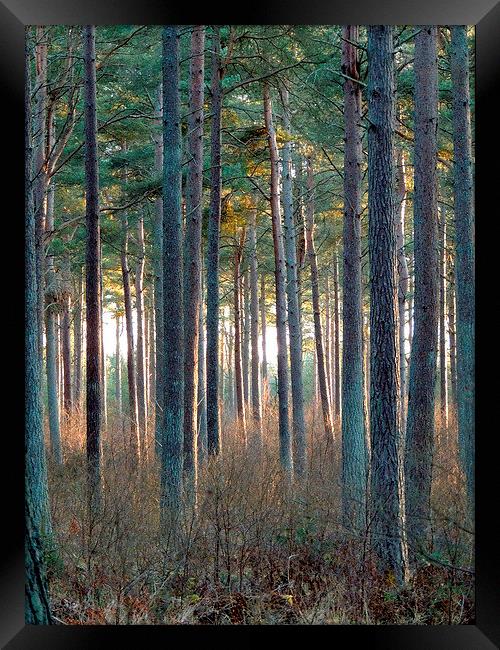  Tentsmuir Pine Framed Print by Laura McGlinn Photog