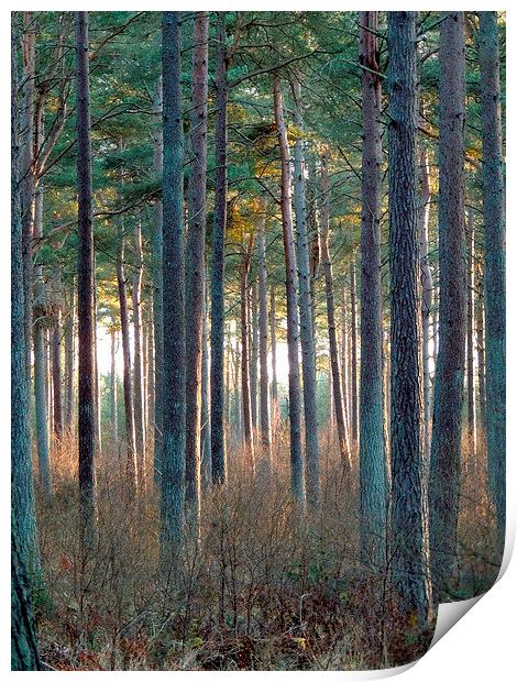  Tentsmuir Pine Print by Laura McGlinn Photog