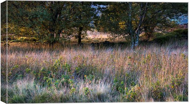 Textures of a September landscape Canvas Print by Andrew Kearton