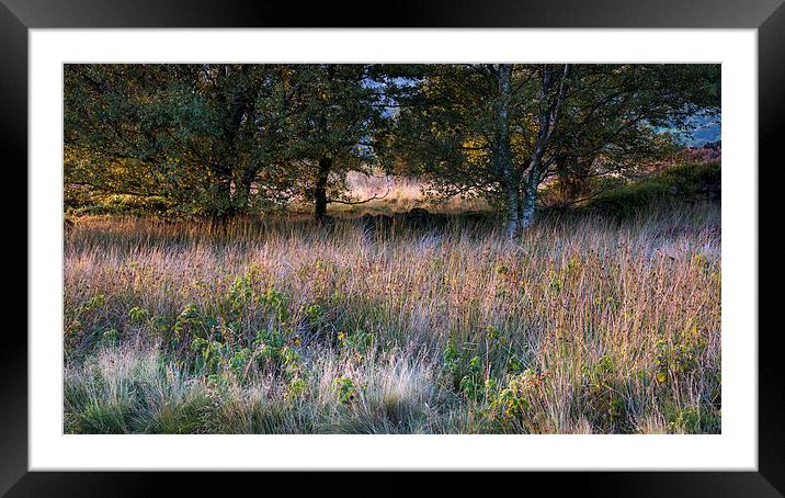 Textures of a September landscape Framed Mounted Print by Andrew Kearton