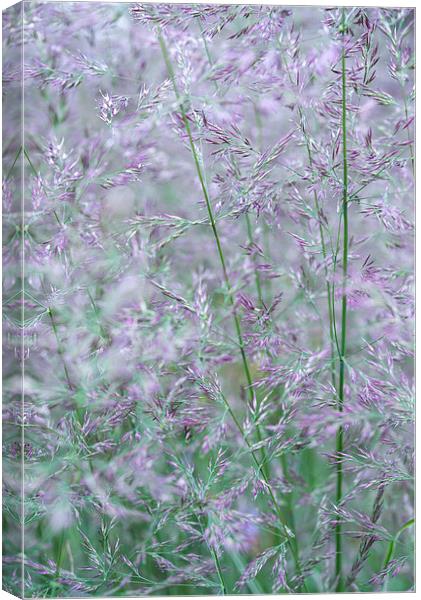 Purple and green summer grasses Canvas Print by Andrew Kearton