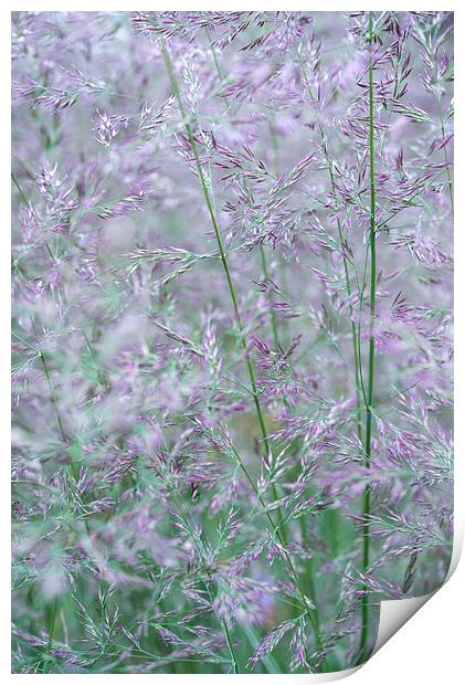 Purple and green summer grasses Print by Andrew Kearton