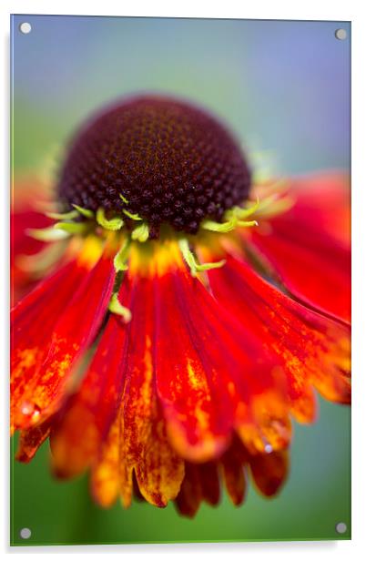  Vivid summer colour in an English garden Acrylic by Andrew Kearton