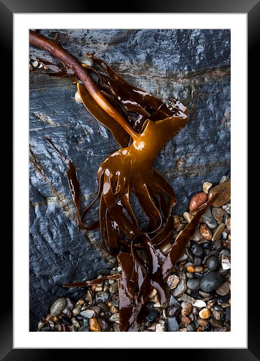  Kelp draped over rocks on Pembrokeshire beach Framed Mounted Print by Andrew Kearton