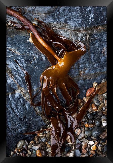  Kelp draped over rocks on Pembrokeshire beach Framed Print by Andrew Kearton