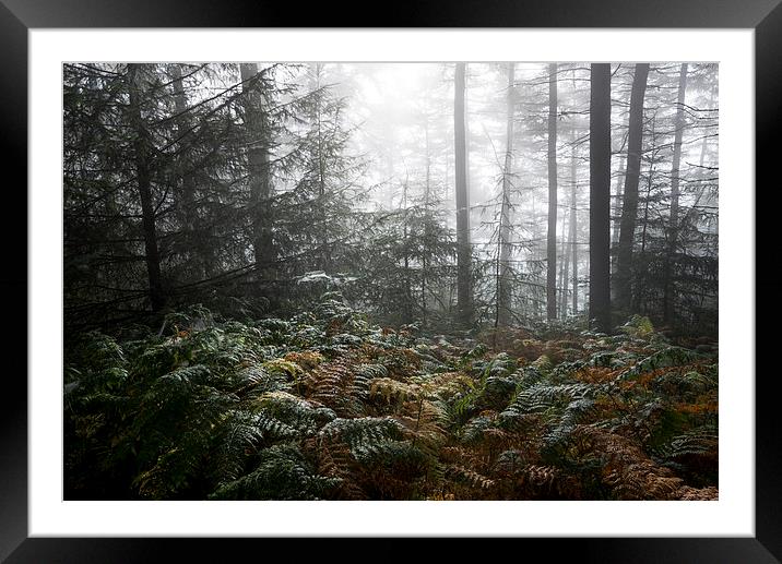 Early autumn morning in the forest Framed Mounted Print by Andrew Kearton