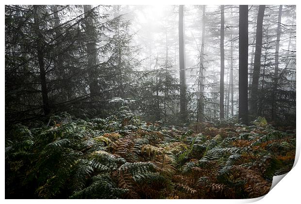  Early autumn morning in the forest Print by Andrew Kearton