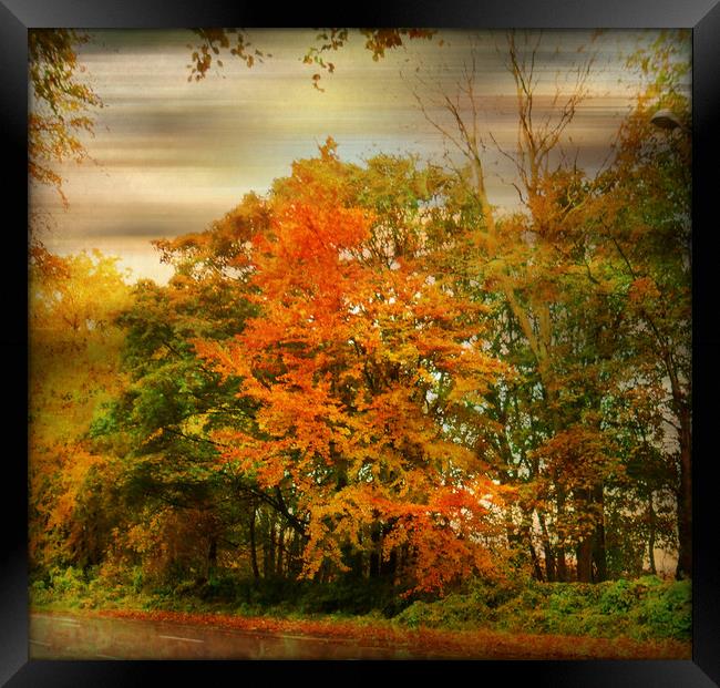  Colour Me Autumn. Framed Print by Heather Goodwin