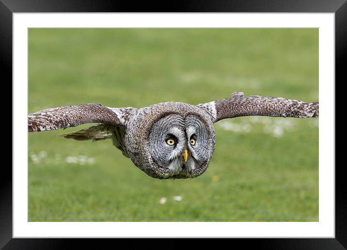  great grey owl Framed Mounted Print by Kelvin Rumsby